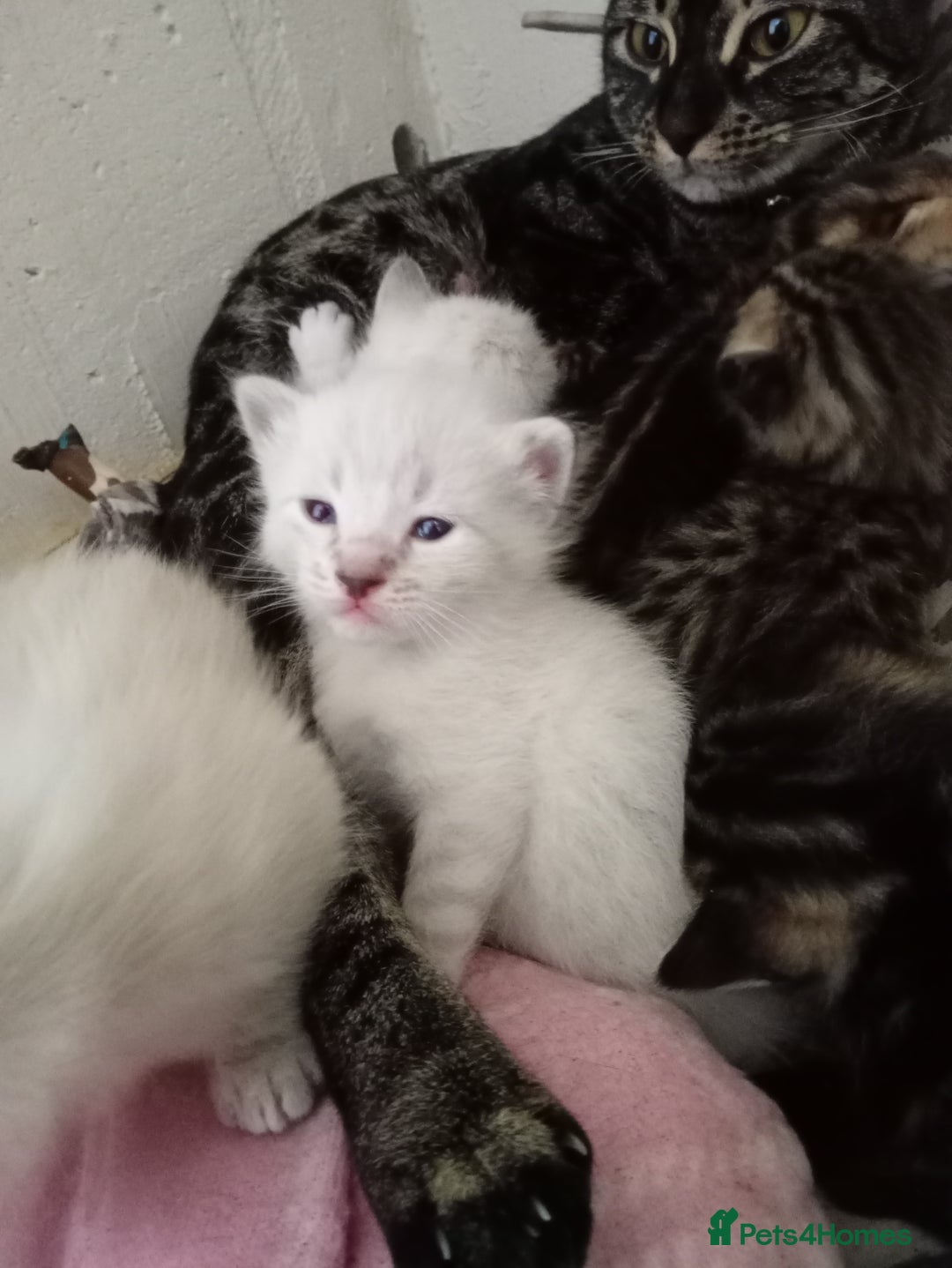 Bengal cats for sale: Bengal ragdoll kittens available halloween - Image 7