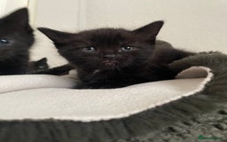 British Longhair cats for sale: Honey’s Kittens!  - Image 15