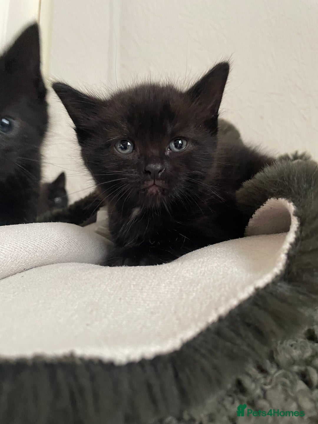 British Longhair cats for sale: Honey’s Kittens!  - Image 15