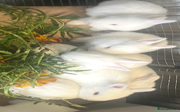 Mixed Breed rabbits for sale: New Zealand White Cross.  - Image 3