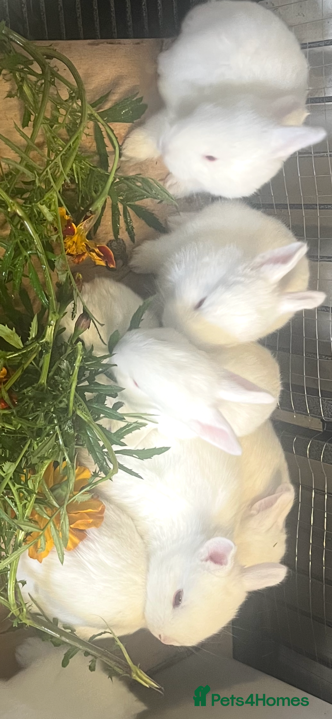 Mixed Breed rabbits for sale: New Zealand White Cross.  - Image 3