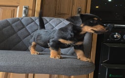 Mixed Breed dogs for sale: F1 Dachshund x Jack Russell  - Image 6
