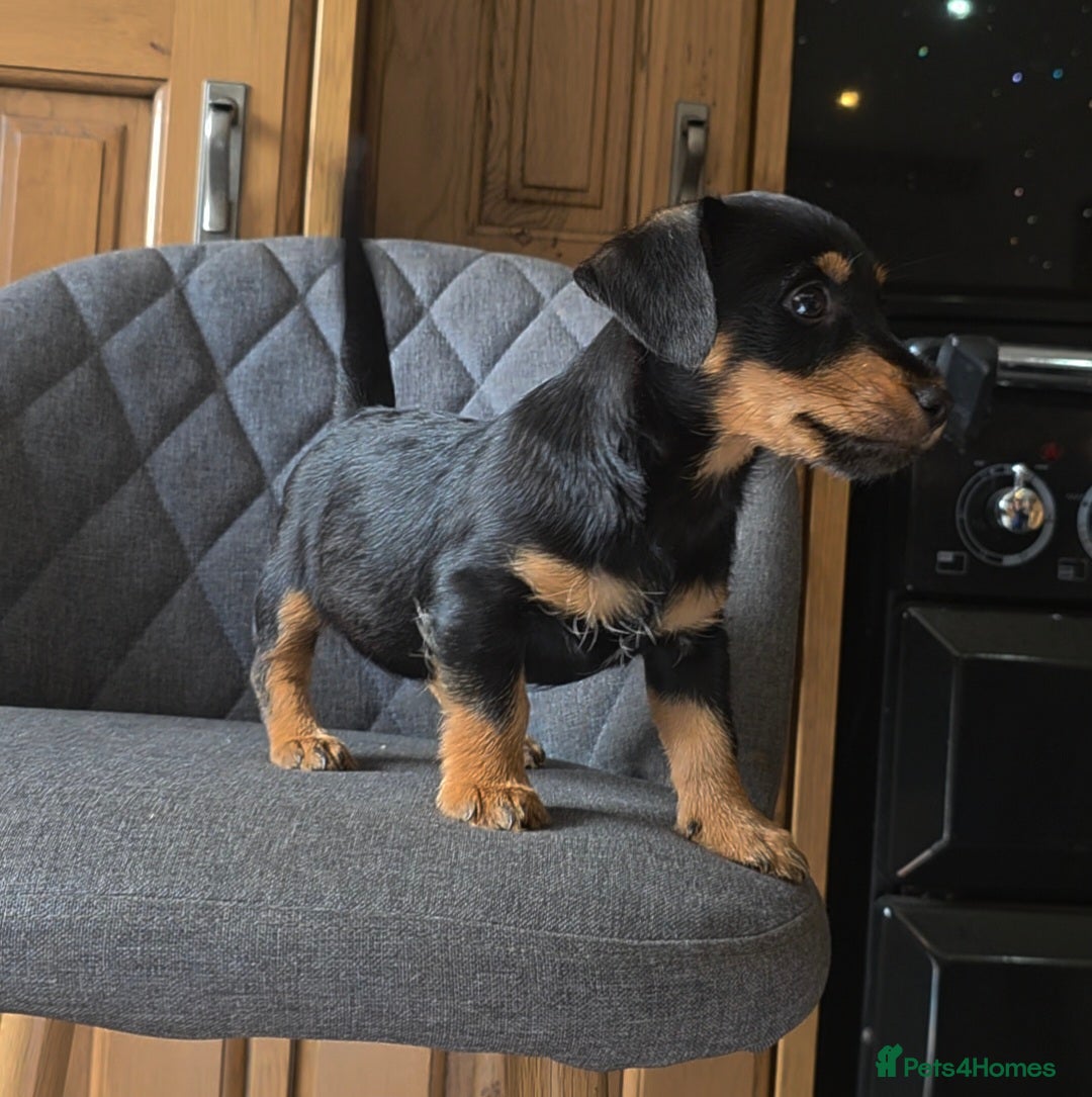 Mixed Breed dogs for sale: F1 Dachshund x Jack Russell  - Image 6