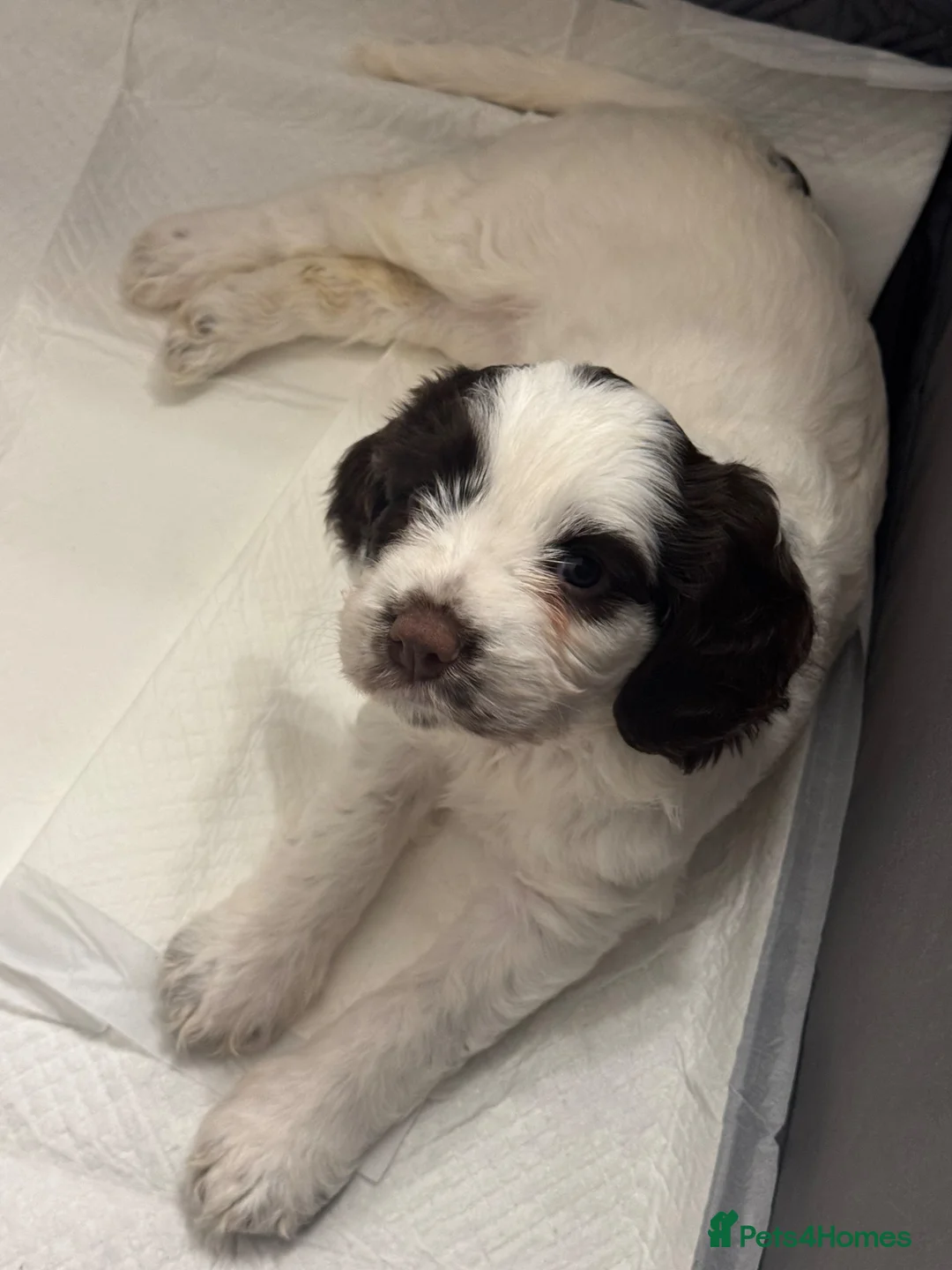 Mixed Breed dogs for sale: Last girl available  in Prestatyn - Advert 8