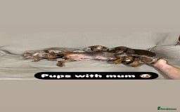 Miniature Dachshund dogs for sale: Stunning pure miniature dachshunds - Image 24