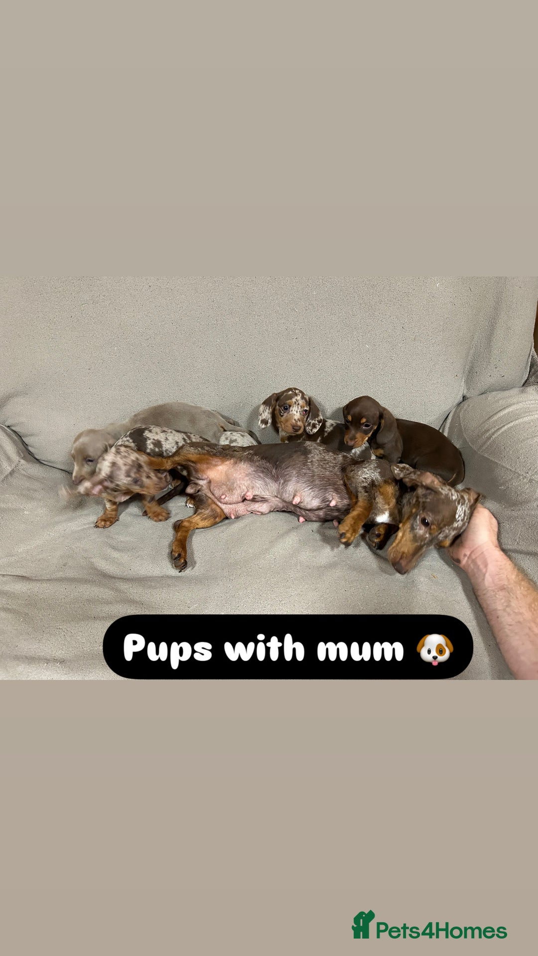 Miniature Dachshund dogs for sale: Stunning pure miniature dachshunds - Image 24