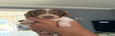 Dachshund 1