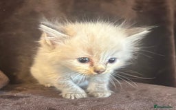 Ragdoll cats for sale: Beautiful ragdoll kittens  - Image 4