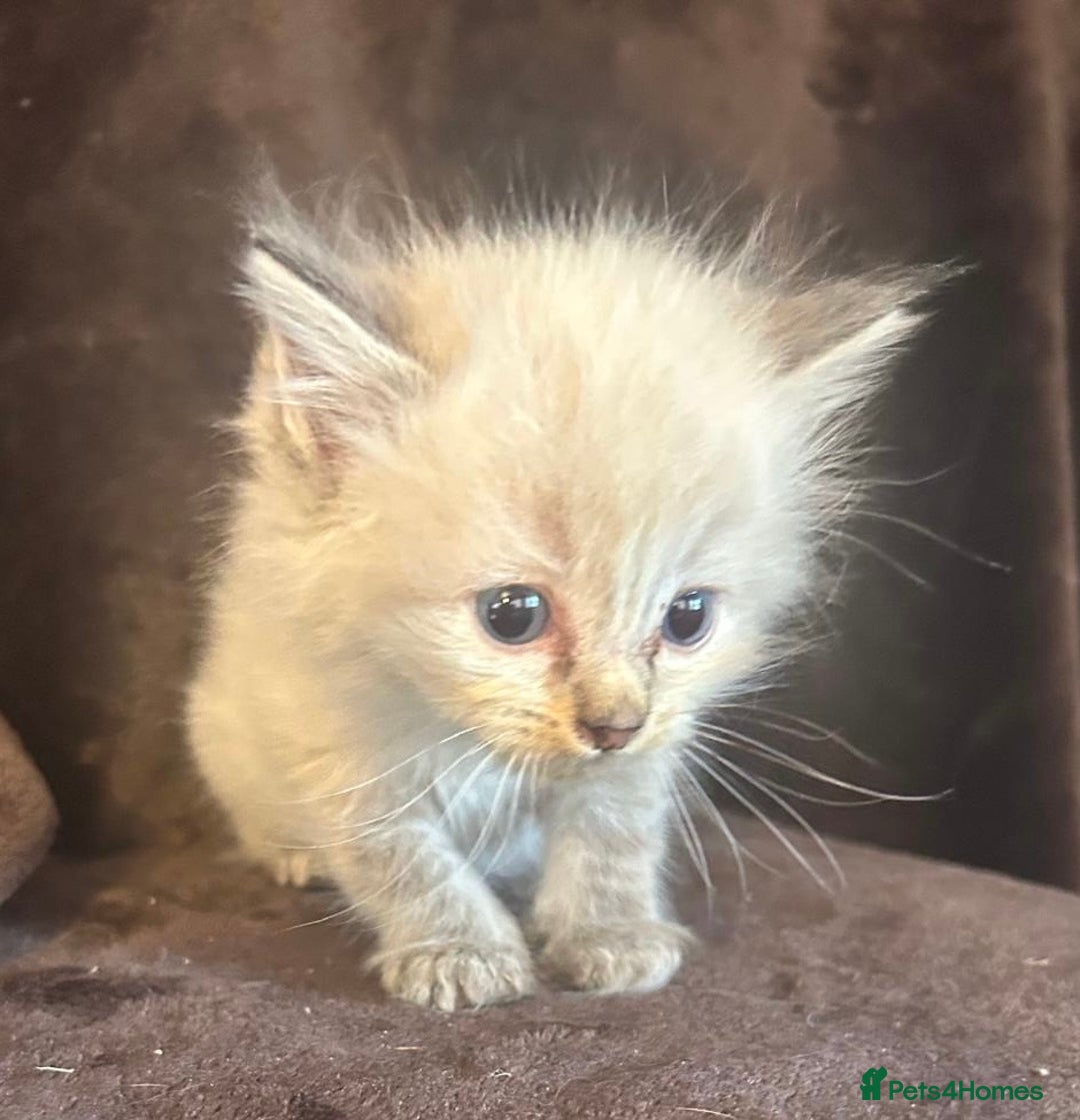Ragdoll cats for sale: Beautiful ragdoll kittens  - Image 4