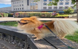 Pomeranian dogs for sale: Bonnie the Pomeranian - Image 1