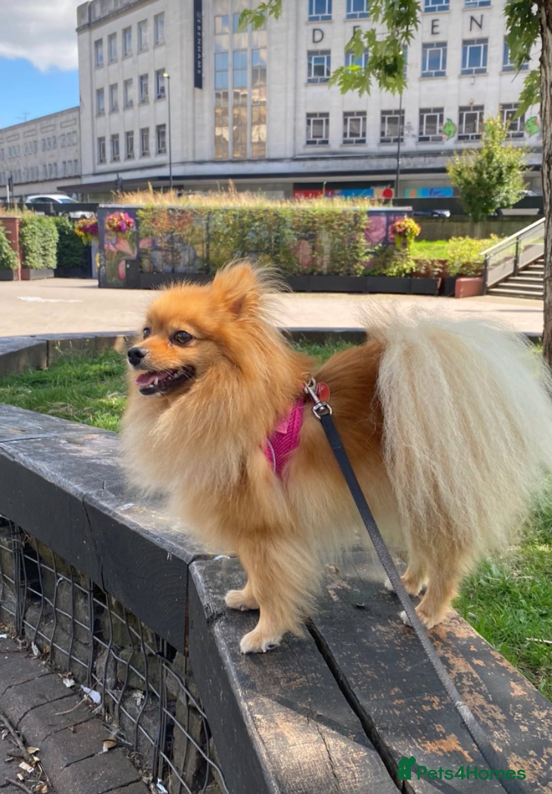 Pomeranian dogs for sale: Bonnie the Pomeranian - Image 1