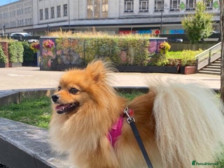 Pomeranian dogs - Advert 1