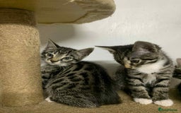 Bengal cats for sale: BEAUTIFUL HALF BENGAL KITTENS - Image 5
