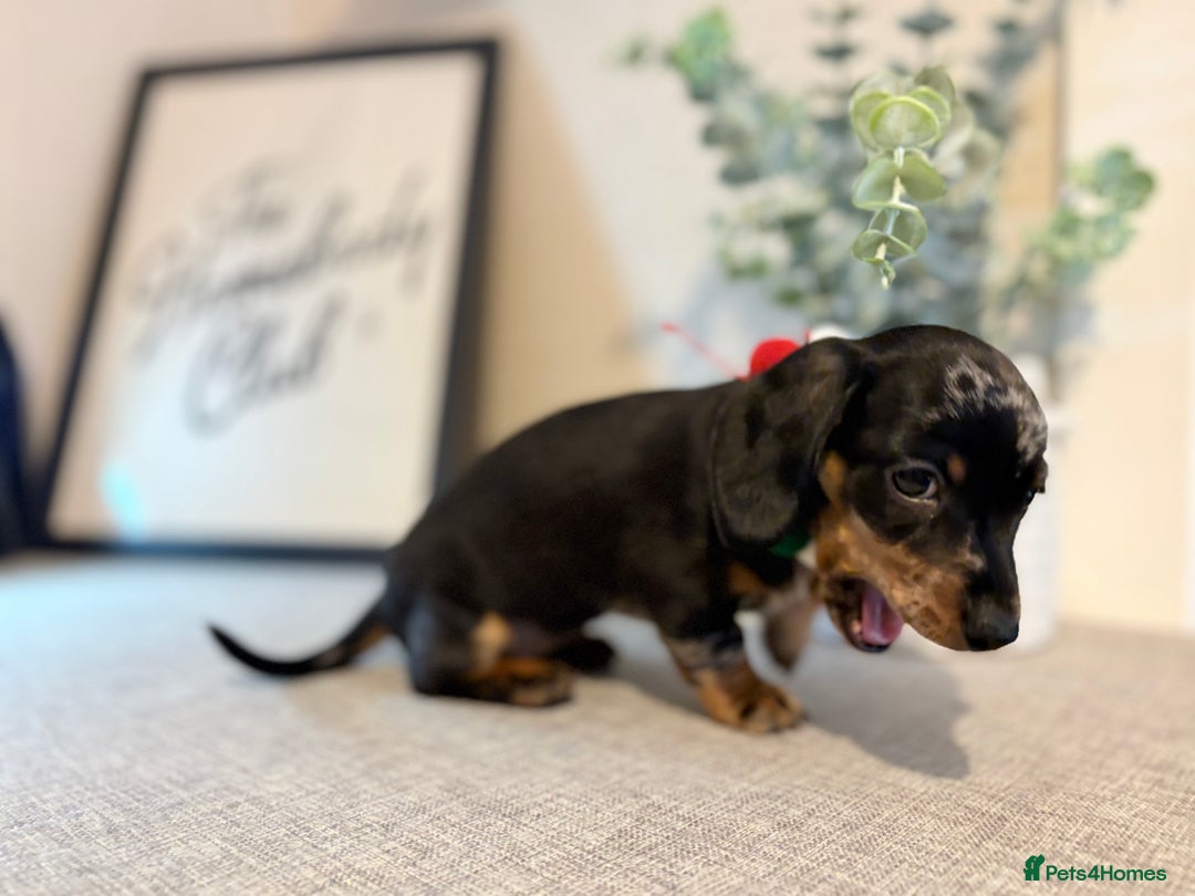 Miniature Dachshund dogs for sale: Miniature Dachshunds dapple. KC reg 4th Jan - Advert 9