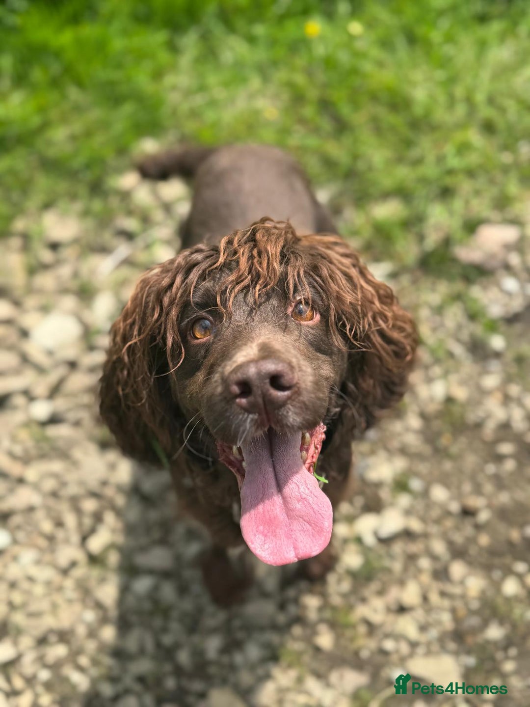 Cocker Spaniel dogs for stud: Maesydderwen bear at stud, health tested, proven  in Rossendale - Image 2
