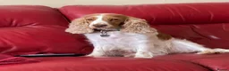 Cocker Spaniel dogs for sale: Show cocker female- partially sighted - Advert 6