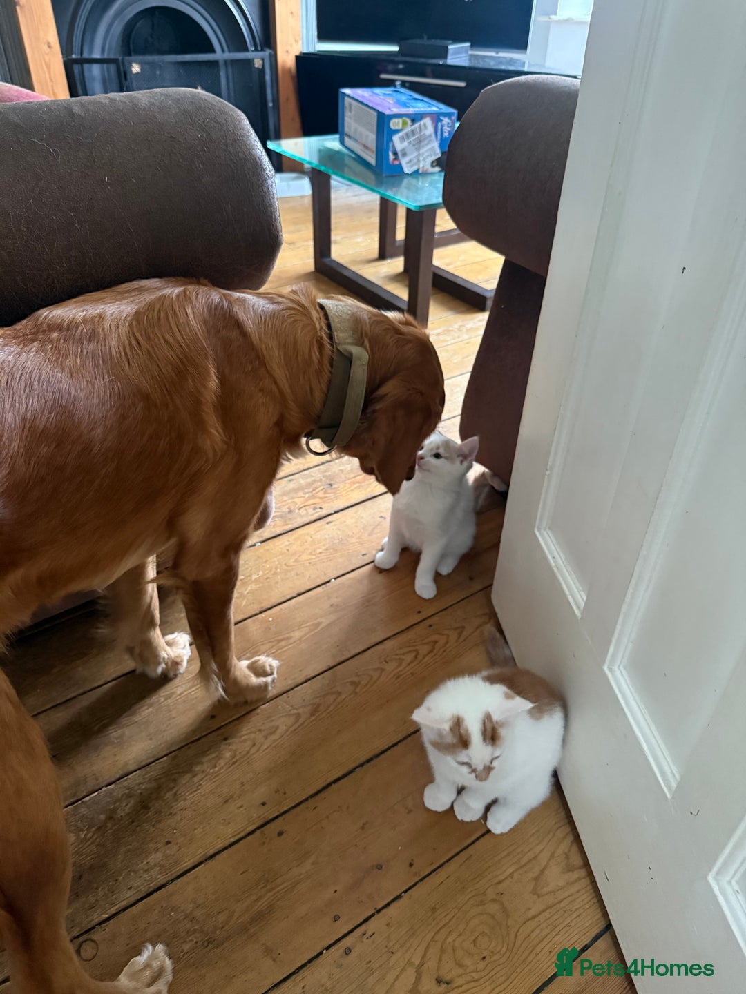 Domestic Shorthair cats for sale: 3 Adorable Ginger and White Kittens - Advert 15