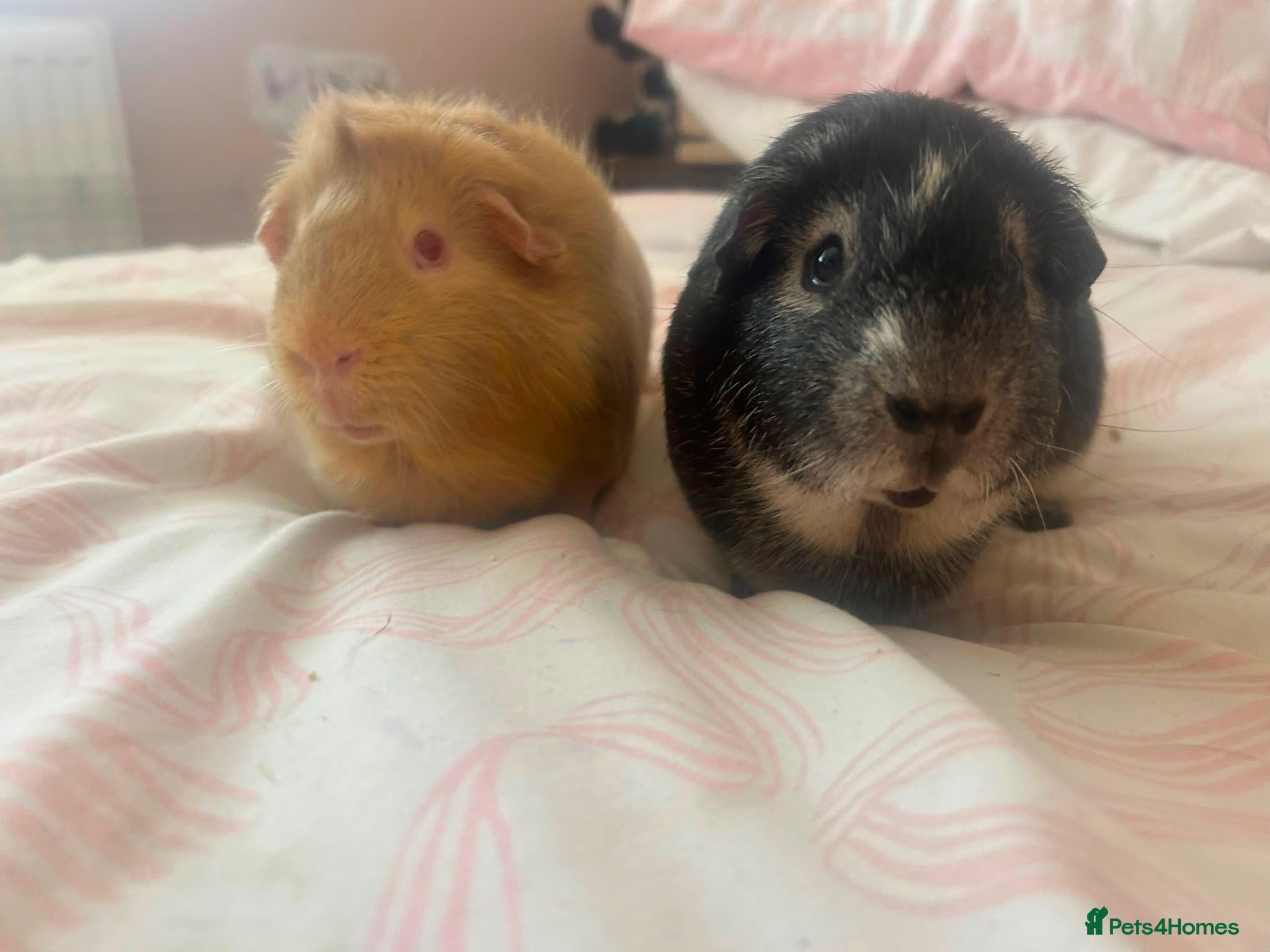 Guinea Pig rodents 2 x male guinea pigs for sale  - Advert 1