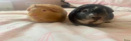 Guinea Pig rodents for sale: 2 x male guinea pigs for sale  in Bradford - Advert 1