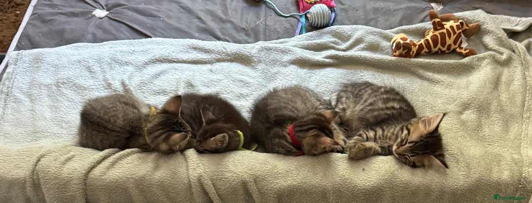 Mixed Breed cats for sale: Kittens ready to go to there forever homes - Image 7