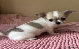 Chihuahua dogs for sale: *Parti Crufts Qualified Champion sired* in Cambridge - Image 12
