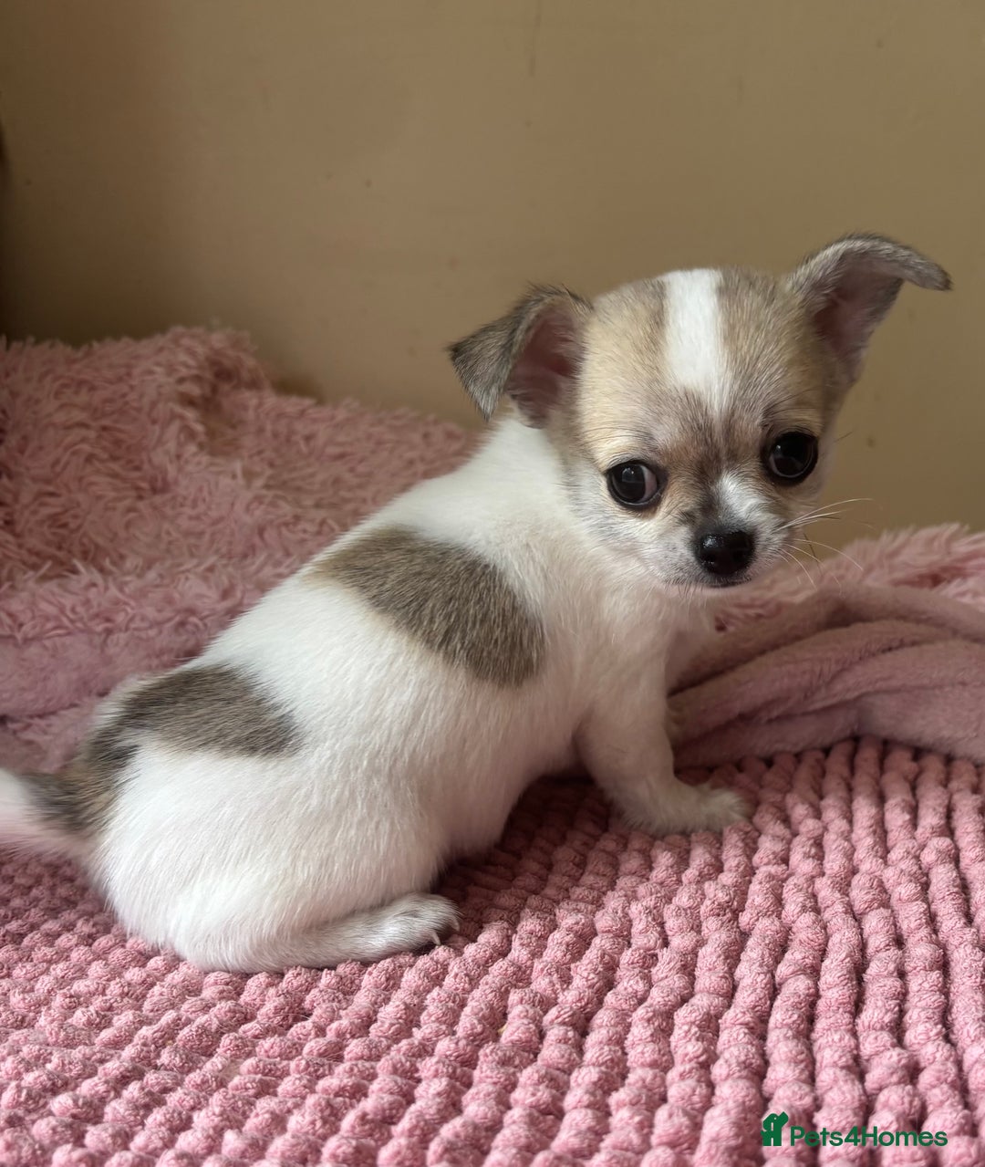 Chihuahua dogs for sale: *Parti Crufts Qualified Champion sired* in Cambridge - Image 12