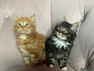 Siberian cats Siberian kittens, Ready Now - Advert 1