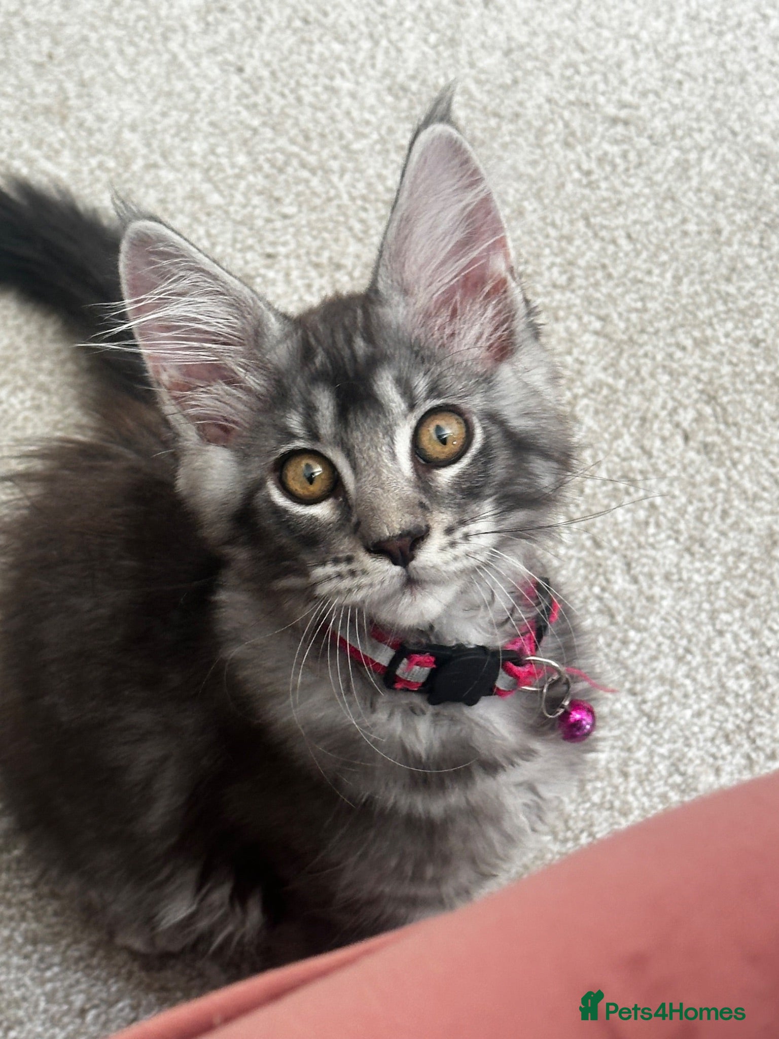 Maine Coon cats Pedagree GCCF Registered Maine Coon Kittens - Advert 2