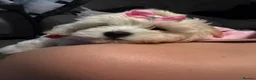 Maltipoo dogs for sale: Home-Raised F1 Maltipoo Puppy – ready Now - Advert 2