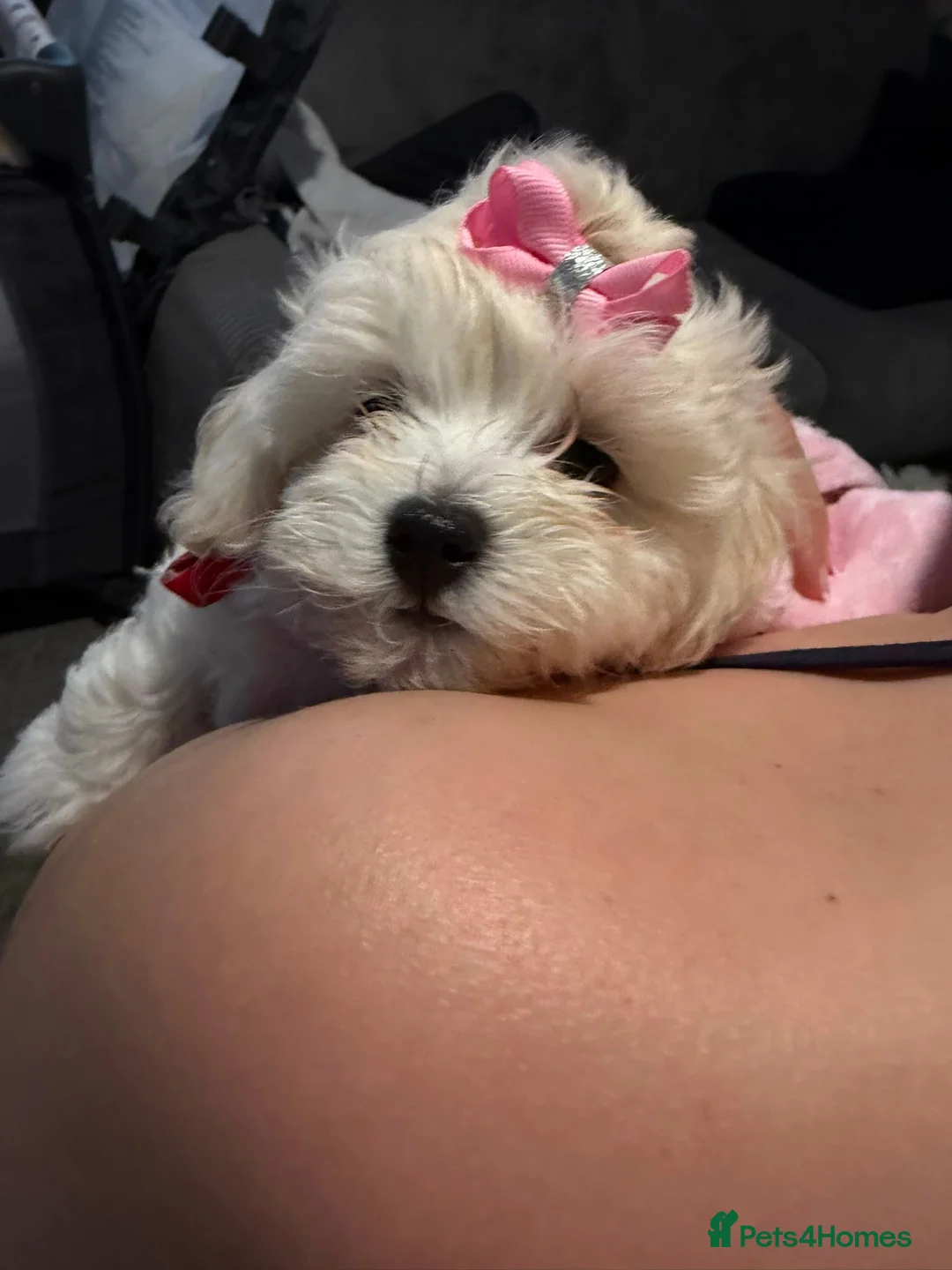 Maltipoo dogs for sale: Home-Raised F1 Maltipoo Puppy – ready Now - Advert 2