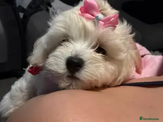 Maltipoo dogs Maltipoo female pup - Advert 7