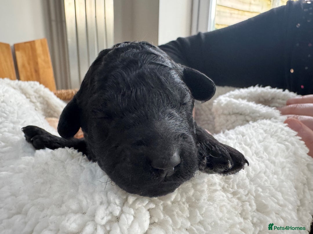 Australian Labradoodle dogs for sale: Annie's Australian Labradoodle Puppies are here! - Advert 21