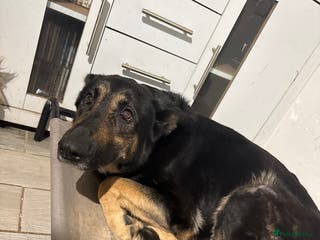 German Shepherd dogs German Shepherd - Advert 4