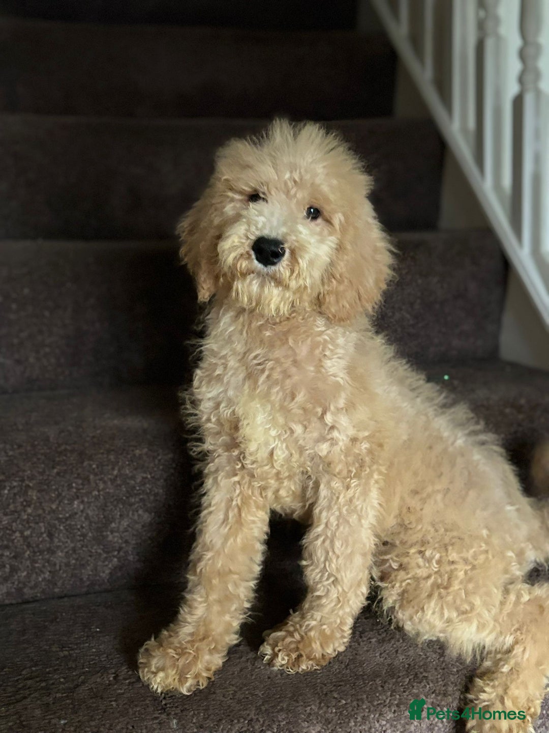Bernedoodle dogs for sale: Ready Now Bernedoodle standard fluffy teddy bears - Advert 14