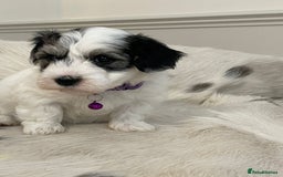 Coton De Tulear dogs for sale: Adorable Havaton puppies  - Image 8