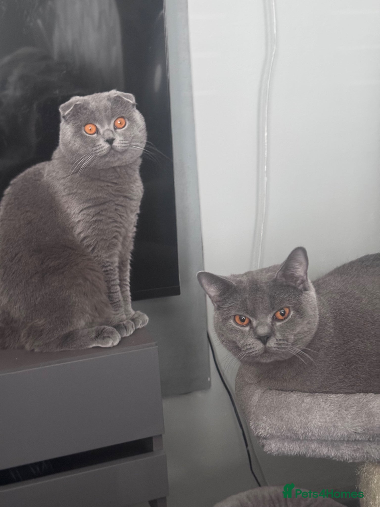 Scottish Fold cats British Shorthair cross Scottish Folds - Advert 2