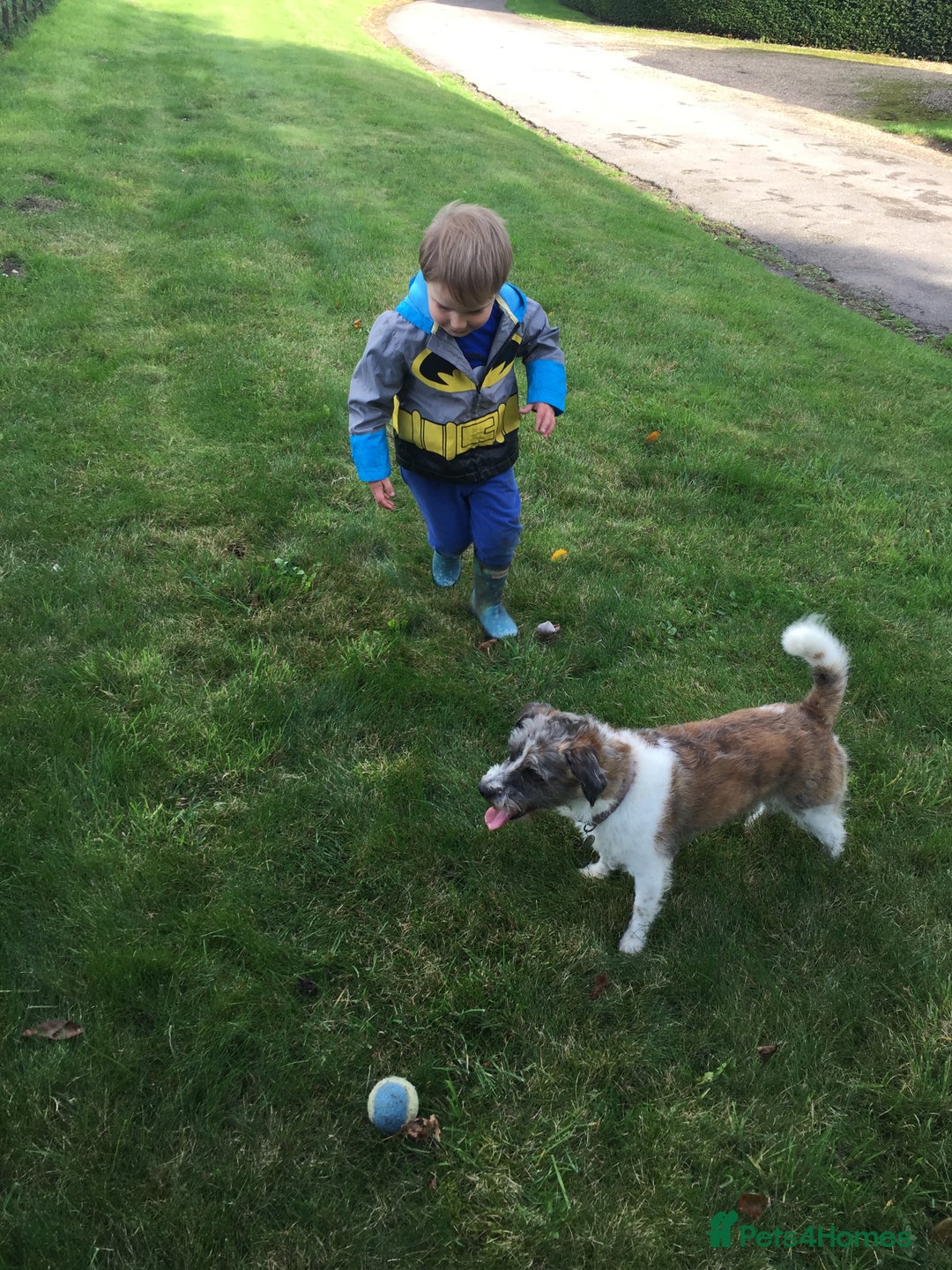 Mixed Breed dogs for stud: Oscar for stud - Advert 3