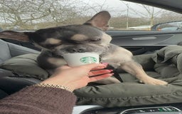 French Bulldog dogs for sale: 2 Male and 2 Female French Bulldogs - Image 29
