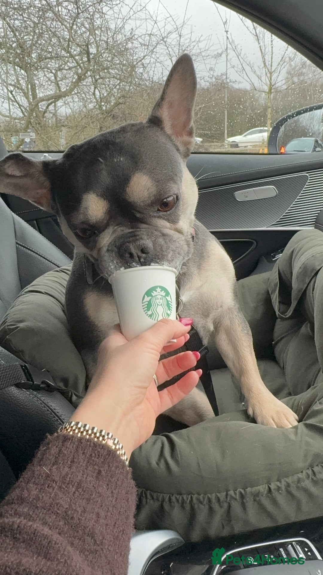 French Bulldog dogs for sale: 2 Male and 2 Female French Bulldogs - Image 29