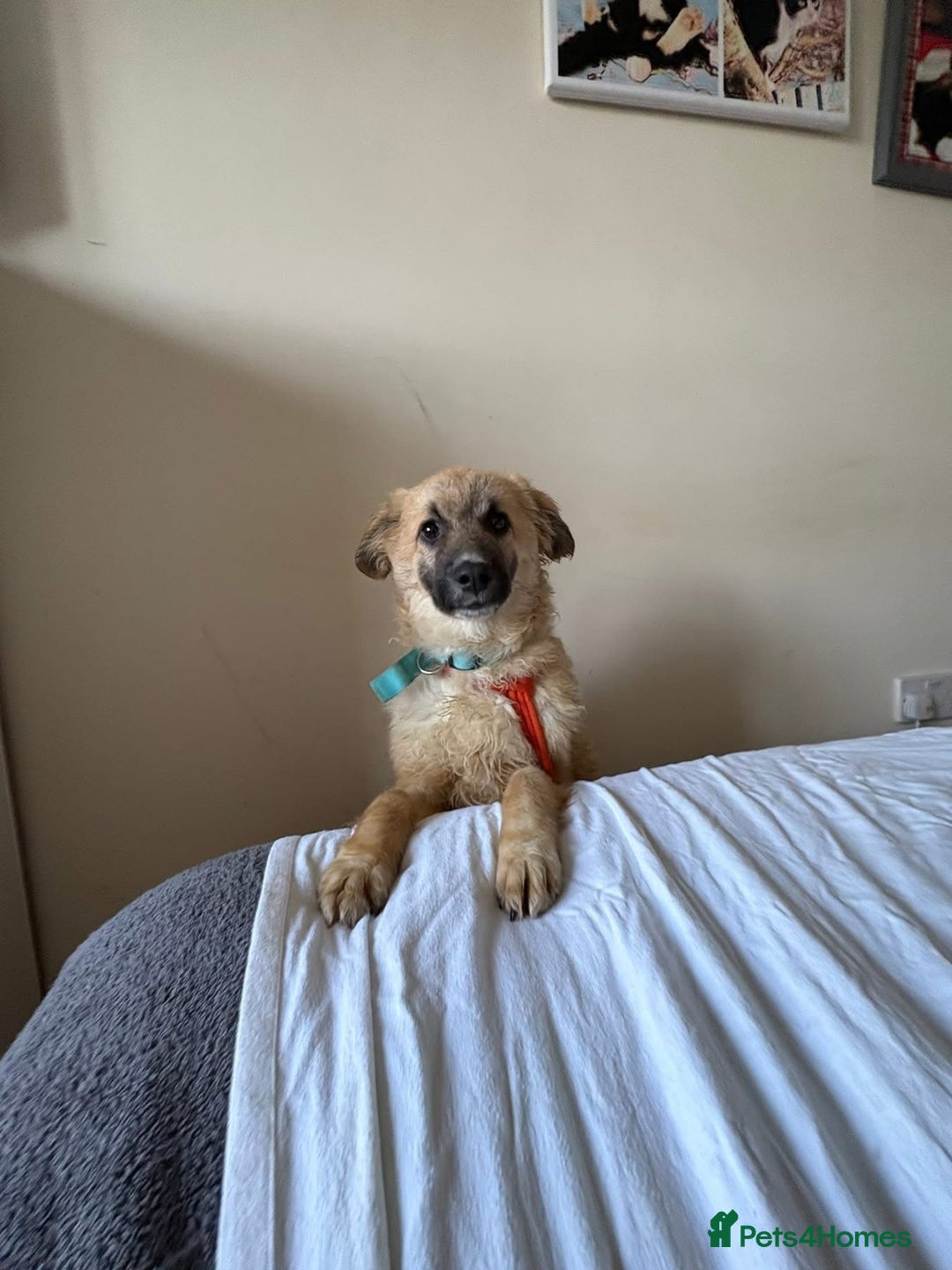 Mixed Breed dogs for adoption: Finn - Norwich Norfolk  - Advert 9