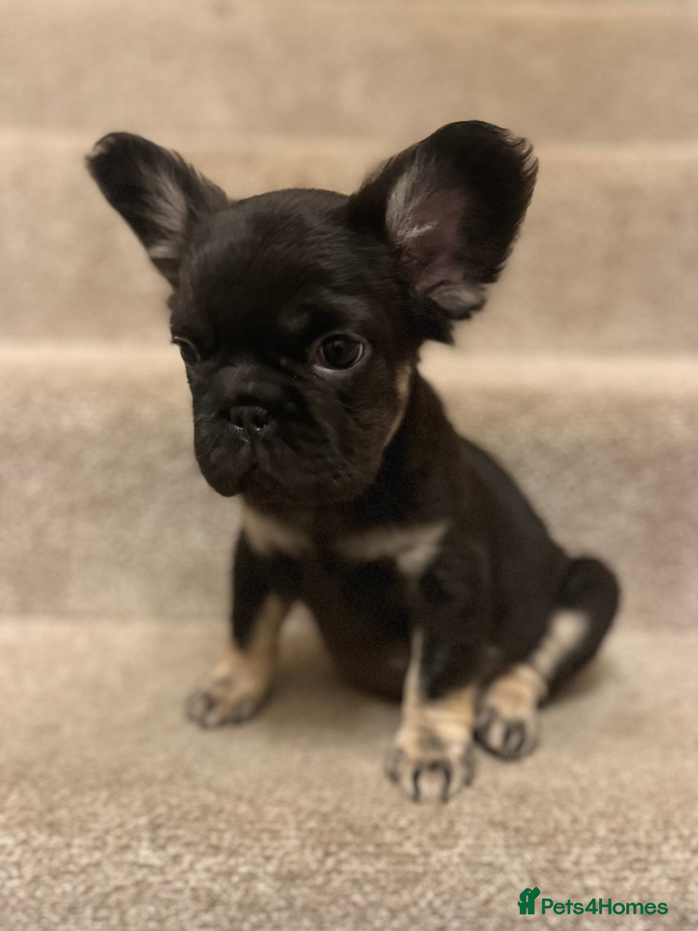 French Bulldog dogs *Full Fluffy KC Reg. Frenchie puppies* - Advert 5