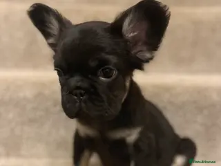 French Bulldog dogs *Full Fluffy KC Reg. Frenchie puppies* - Advert 5