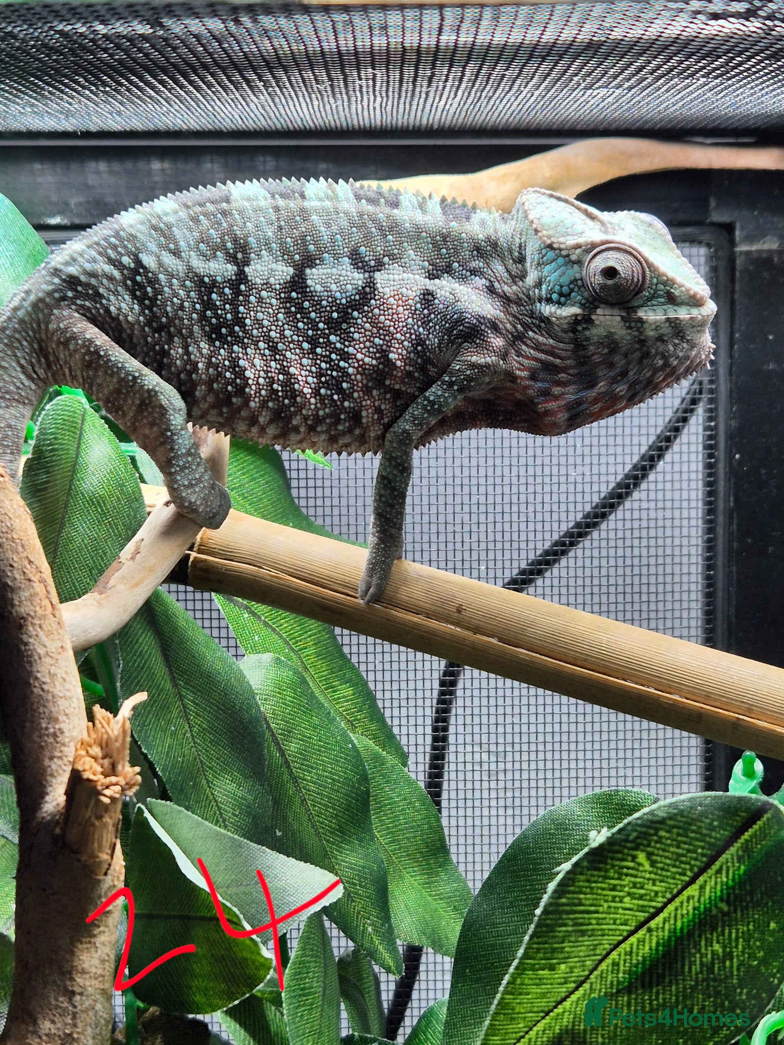 Chameleon reptiles Baby/juvenile panthers for sale. Ready to go.  - Advert 1