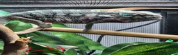 Chameleon reptiles for sale: Baby/juvenile panthers for sale. Ready to go.  - Advert 4