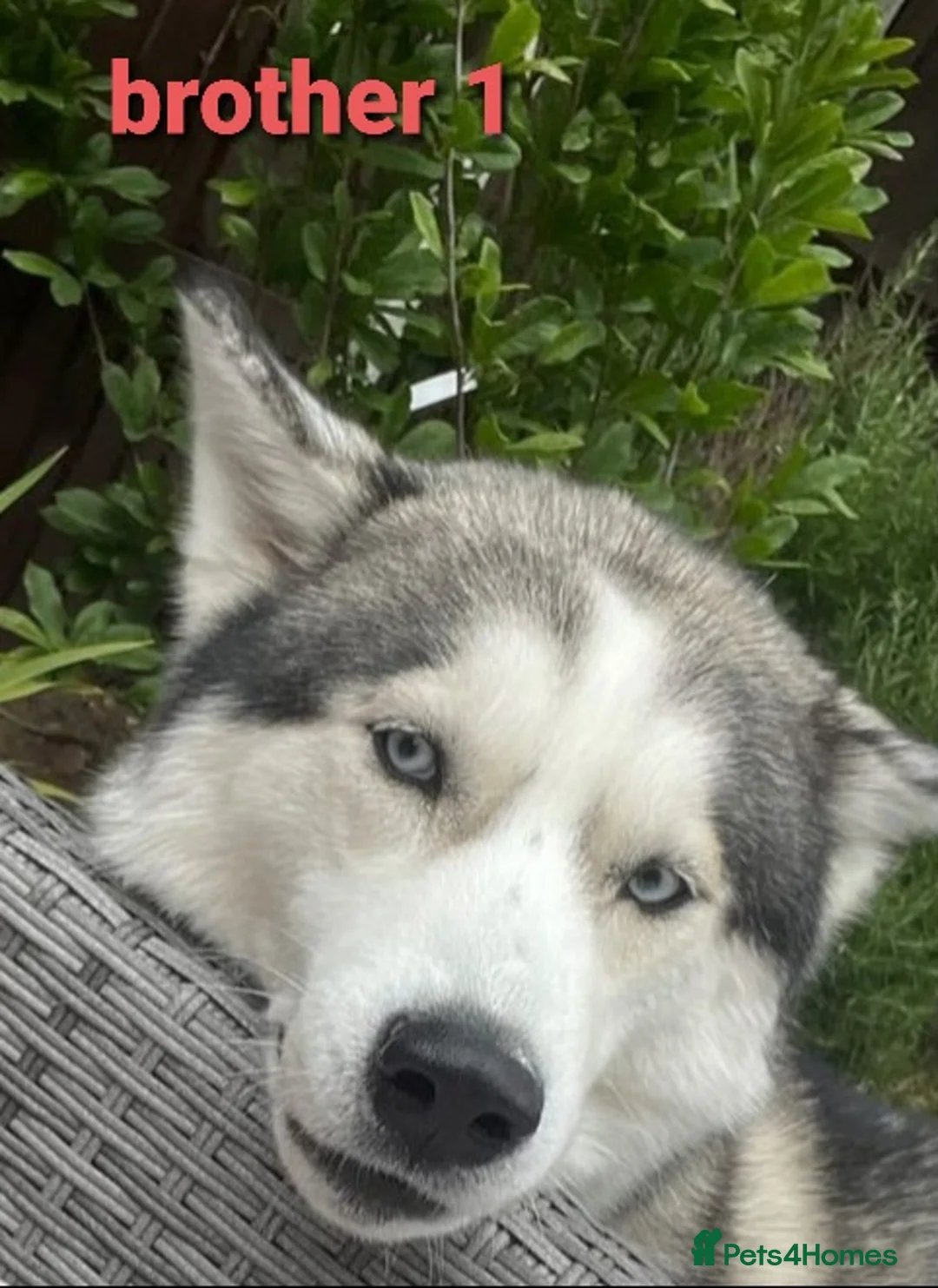 Siberian Husky dogs for stud: Siberian Husky - produces large litters in Cheltenham - Advert 11