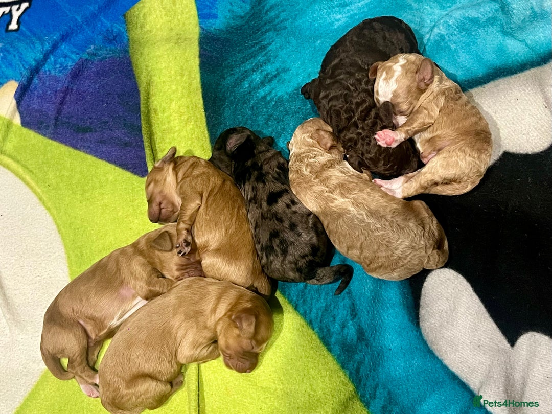 Cockapoo dogs for sale: 🐾STUNNING COCKAPOO PUPPIES🐾DNA TESTED PARENTS🧬 - Image 11