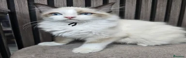 Ragdoll 2