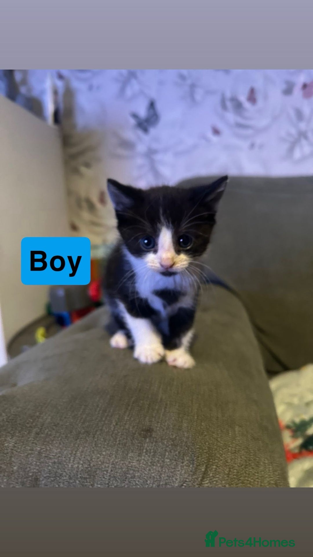 British Shorthair cats for sale: 5 Beatiful kittens - Advert 8