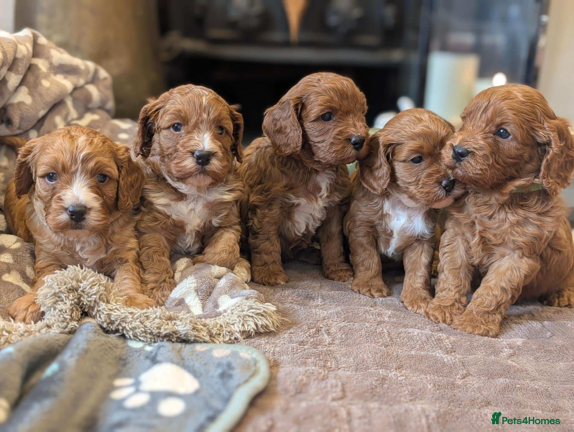 Cavapoo dogs for sale: Adorable F1b cavapoo puppies  - Advert 9
