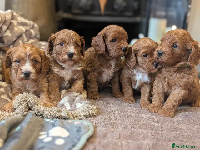 Cavapoo dogs for sale: Adorable F1b cavapoo puppies - Advert 9